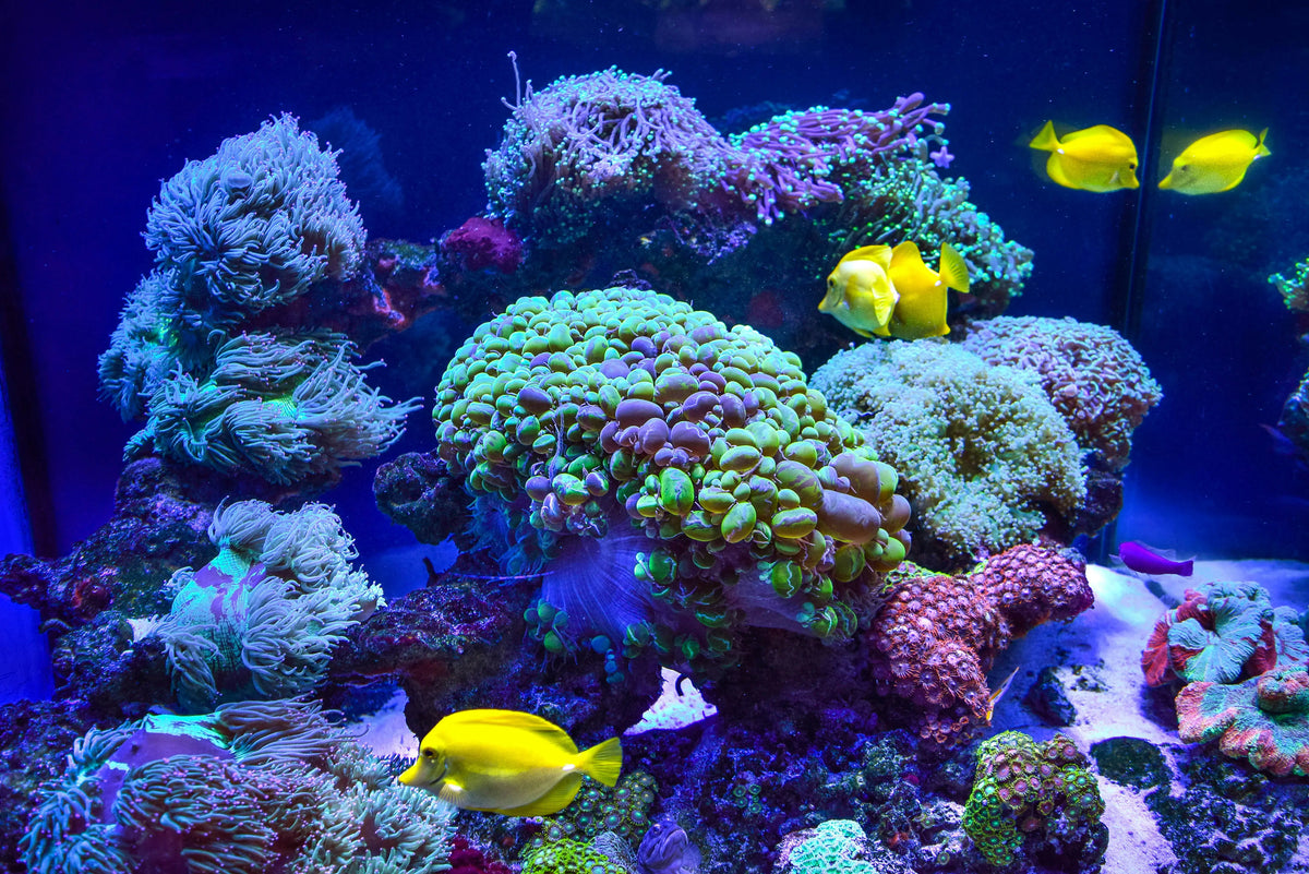 Fish Aquariums for Sale: The Latest in Aquarium Technology – Hurstville ...