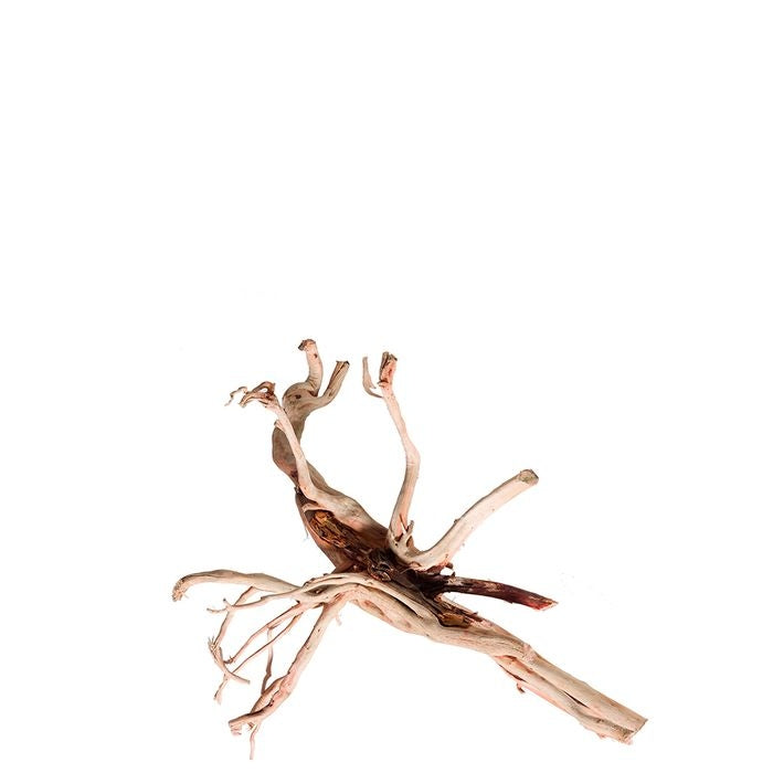 Aqua Natural Red Moore M 40cm