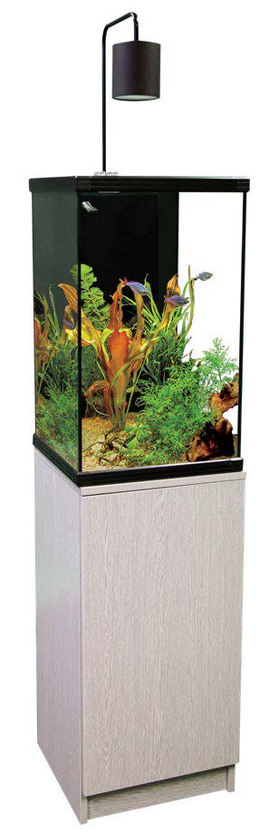 Best live aquarium plants at Hurstville Aquarium