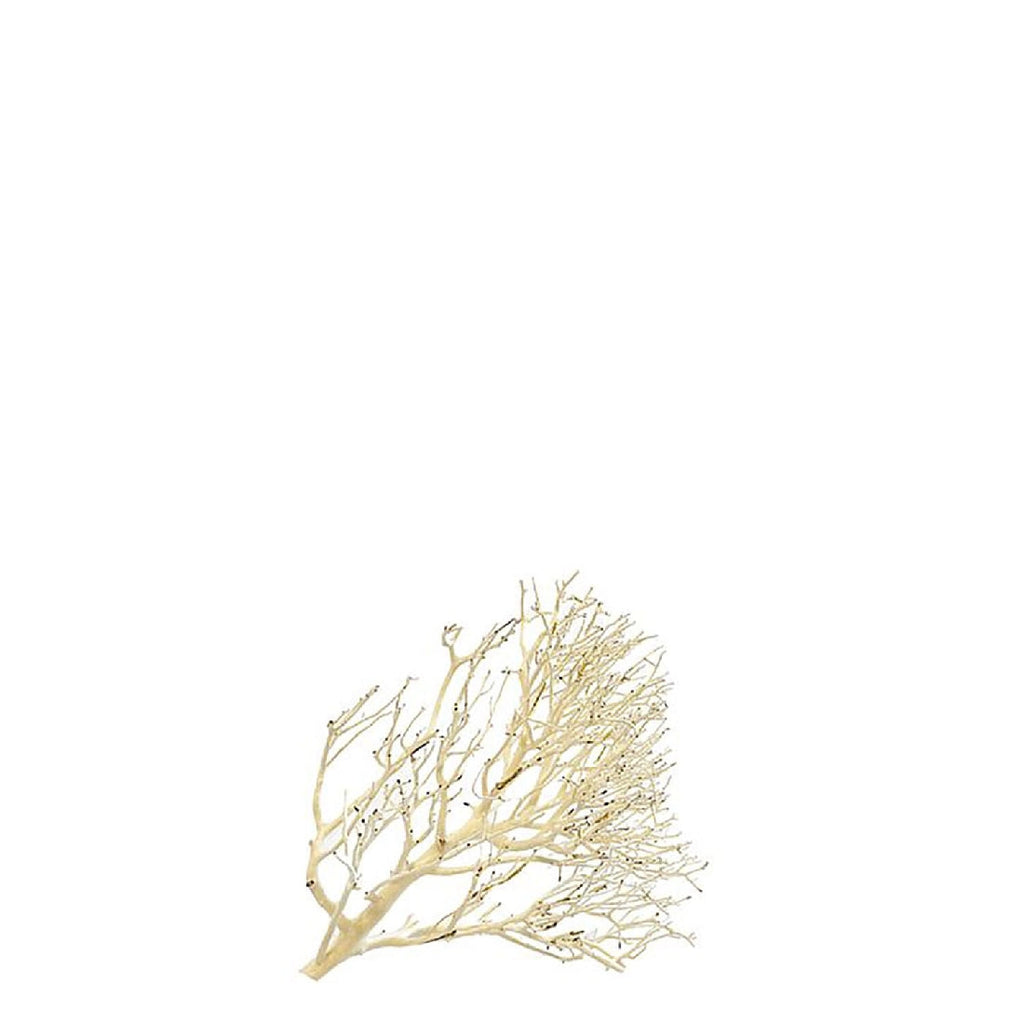 Aqua Natural Coral Wood (nano)-Hurstville Aquarium