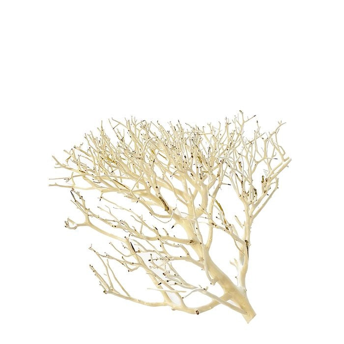 Aqua Natural Coral Wood (medium)