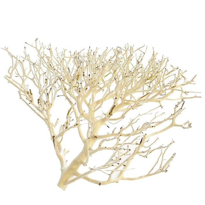 Aqua Natural Coral Wood (large)