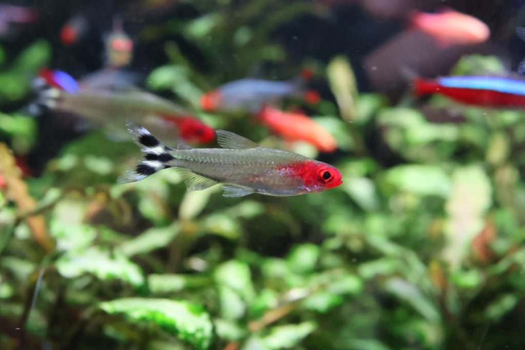 Buy vibrant Tetra fish at Hurstville Aquarium