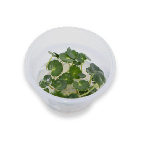 Hurstville Aquarium Sydney’s leading aquarium plant supplier