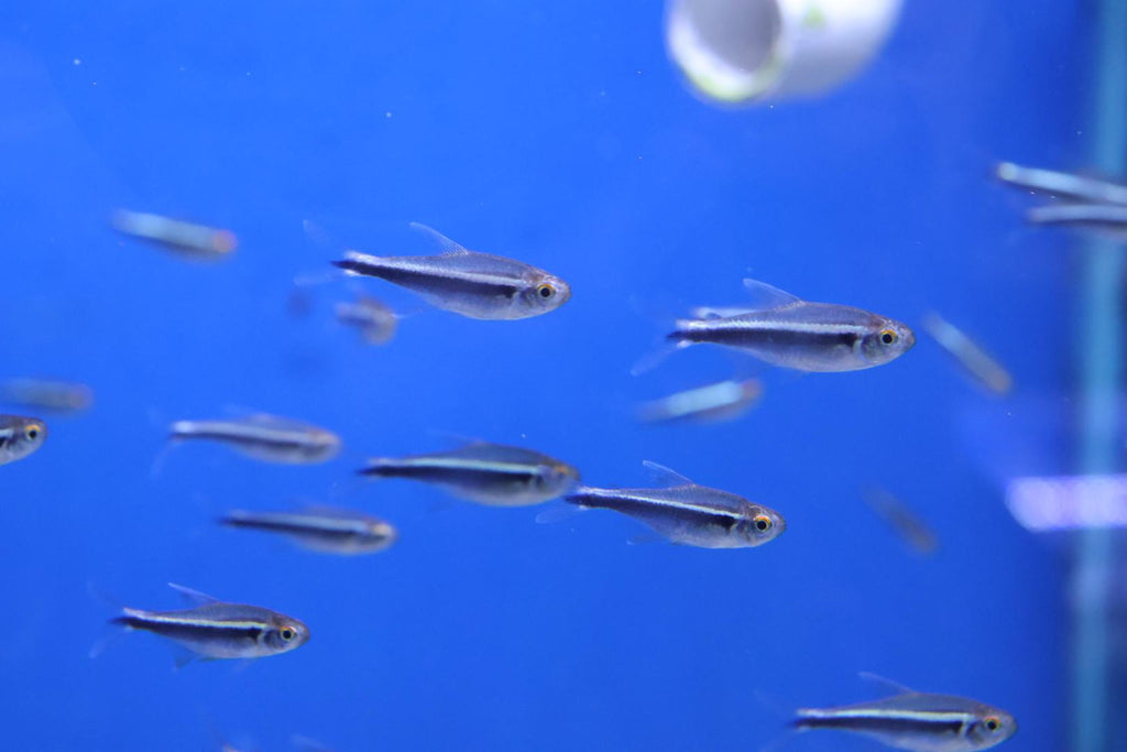 Hurstville Aquarium has a large fish selection