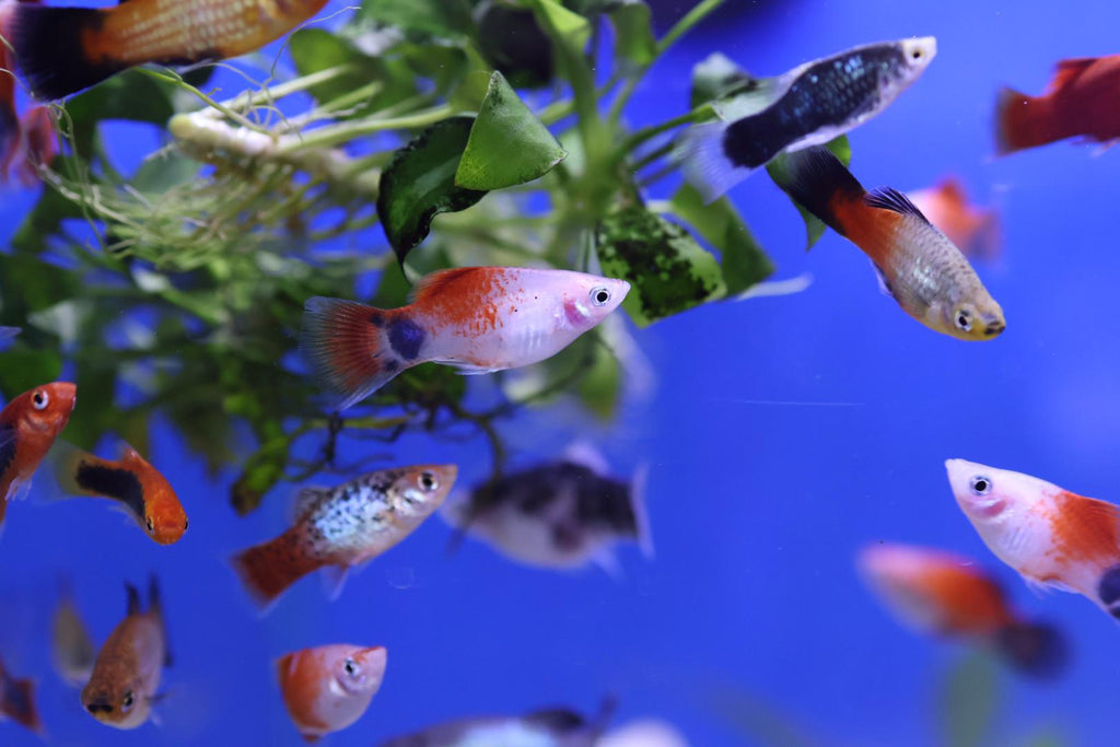 Stunning Hurstville tropical fish for aquariums