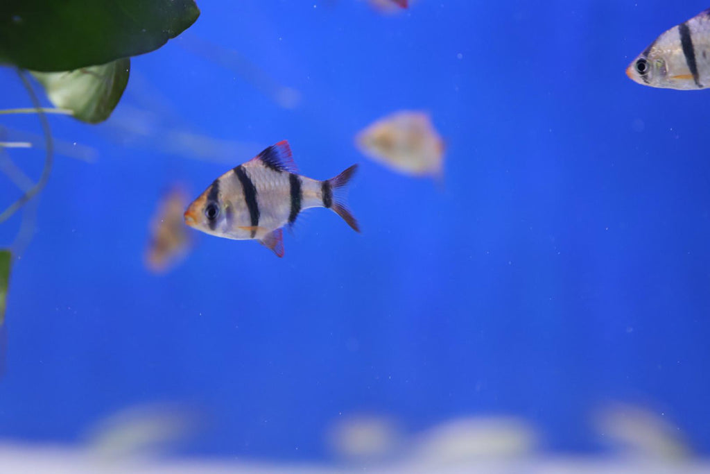 Buy fish tank lighting at Hurstville Aquarium