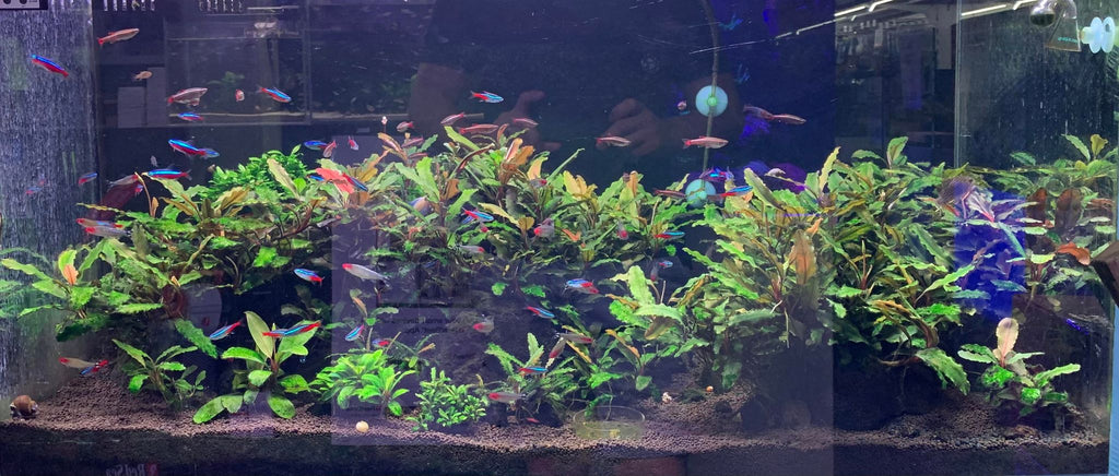5 Tips to Keep in Mind When Choosing Aquarium Substrate