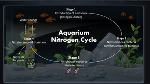 How to Cycle an Aquarium
