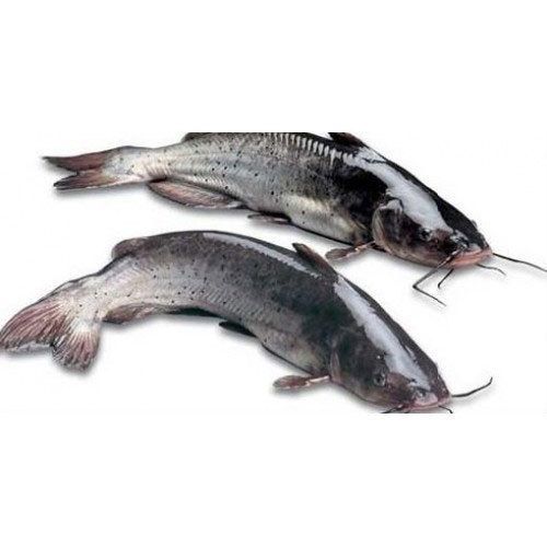 How to Care for Freshwater Catfish and Avoid Common Mistakes