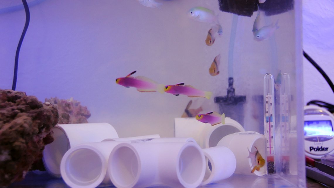 Quarantine Marine Fish – Hurstville Aquarium