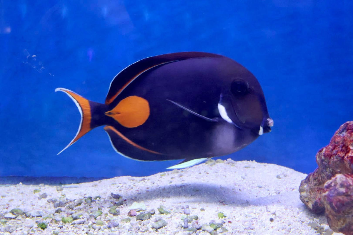 Marine Fish – Tagged 
