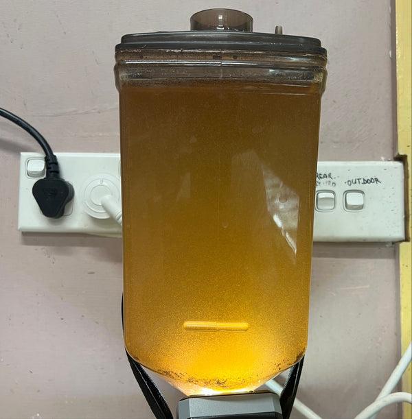 Extra Micro Brine Shrimp Eggs San Francisco Bay Eggs 95% + Hatch Rate 50g