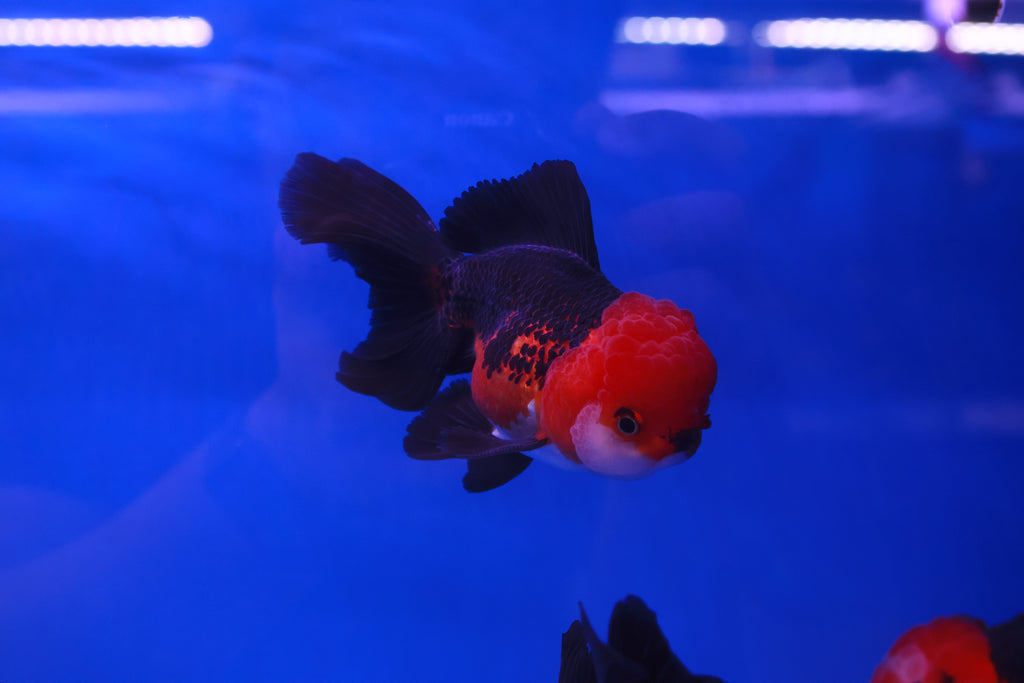 LIVE STOCK - Goldfish - Apache Oranda Goldfish (Carassius Auratus) 8 ...