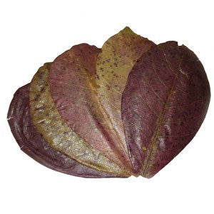 Indian Almond Leaves Extra Large 10 Pack-Hurstville Aquarium
