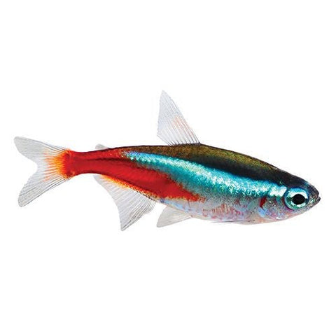 Neon Tetra-Hurstville Aquarium