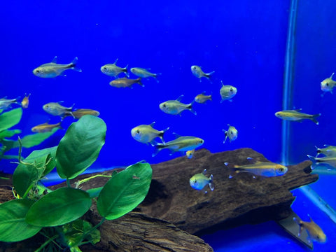 Silver Tip Tetra-Hurstville Aquarium