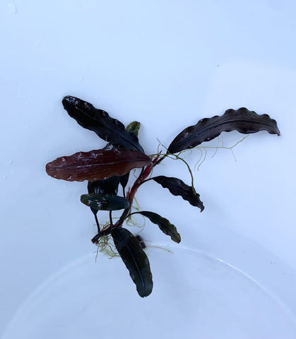 Bucephalandra Assorted Loose Stem Medium-Hurstville Aquarium