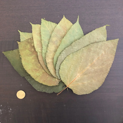 Black Mulberry Leaves Large (dried) 10 Pieces