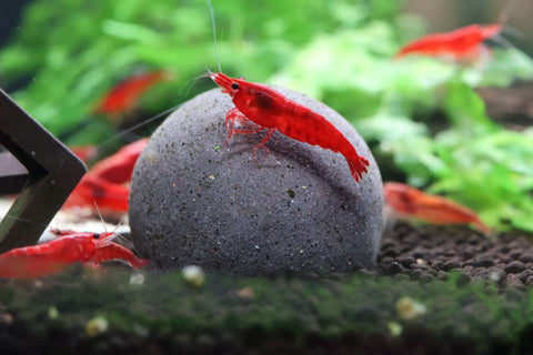 Neocaridina Shrimp - Bloody Mary 