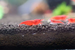 Neocaridina Shrimp - Bloody Mary 