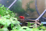 Neocaridina Shrimp - Bloody Mary 