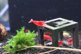 Neocaridina Shrimp - Bloody Mary 