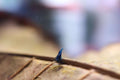 Sticky Image