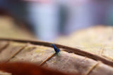 Neocaridina Shrimp - Blue Cherry