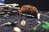 Taiwan Bee Shrimp - Black Galaxy Pinto