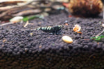 Taiwan Bee Shrimp - Black Galaxy Pinto