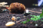 Taiwan Bee Shrimp - Black Galaxy Pinto