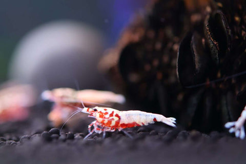 Caridina Shrimp - Boa Red Galaxy 