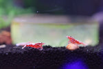 Caridina Shrimp - Boa Red Galaxy 