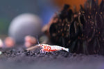 Caridina Shrimp - Boa Red Galaxy 