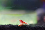 Caridina Shrimp - Boa Red Galaxy 