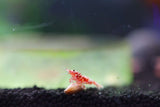 Caridina Shrimp - Boa Red Galaxy 