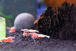 Caridina Shrimp - Boa Red Galaxy 