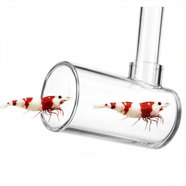 Dalua Fish And Shrimp Catcher - Extendable Large 