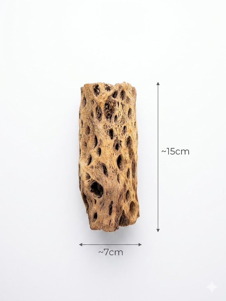 Cholla Wood Teddy 15cm