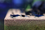 Neocaridina Shrimp - Blue Dream Cherry Shrimp