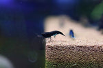 Neocaridina Shrimp - Blue Dream Cherry Shrimp