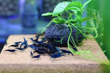 Neocaridina Shrimp - Blue Dream Cherry Shrimp