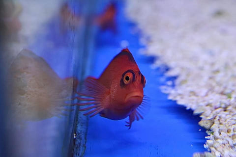 Flame Hawkfish Pair (Neocirrhites armatus)