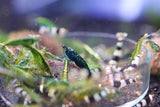 Neocaridina Shrimp - Green Jade