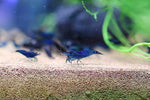 Neocaridina Shrimp - Blue Dream Cherry Shrimp