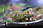 Neocaridina Shrimp - Green Jade