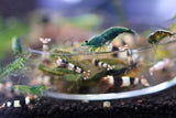 Neocaridina Shrimp - Green Jade