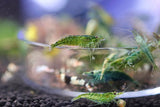 Neocaridina Shrimp - Green Jade