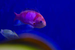 Squareblock Anthia Male (Pseudanthias Pleurotaenia)